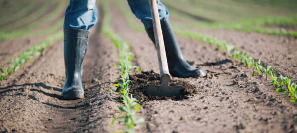 imprenditoria femminile nelle aziende agricole