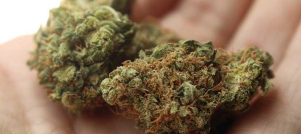 emilia romagna - polemiche sulla cannabis ad uso medico